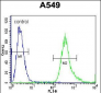 SLC25A6 Antibody (Center)